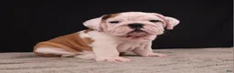 English Bulldog dogs for sale: Charlie  - Ad 28