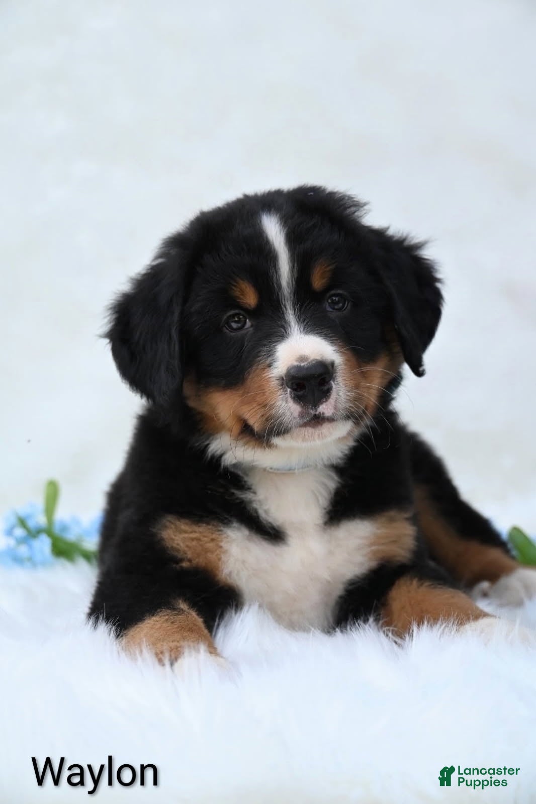Bernese Mountain Dog dogs Waylon  - Ad 1