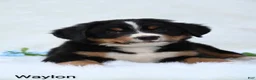 Bernese Mountain Dog dogs for sale: Waylon  - Ad 1