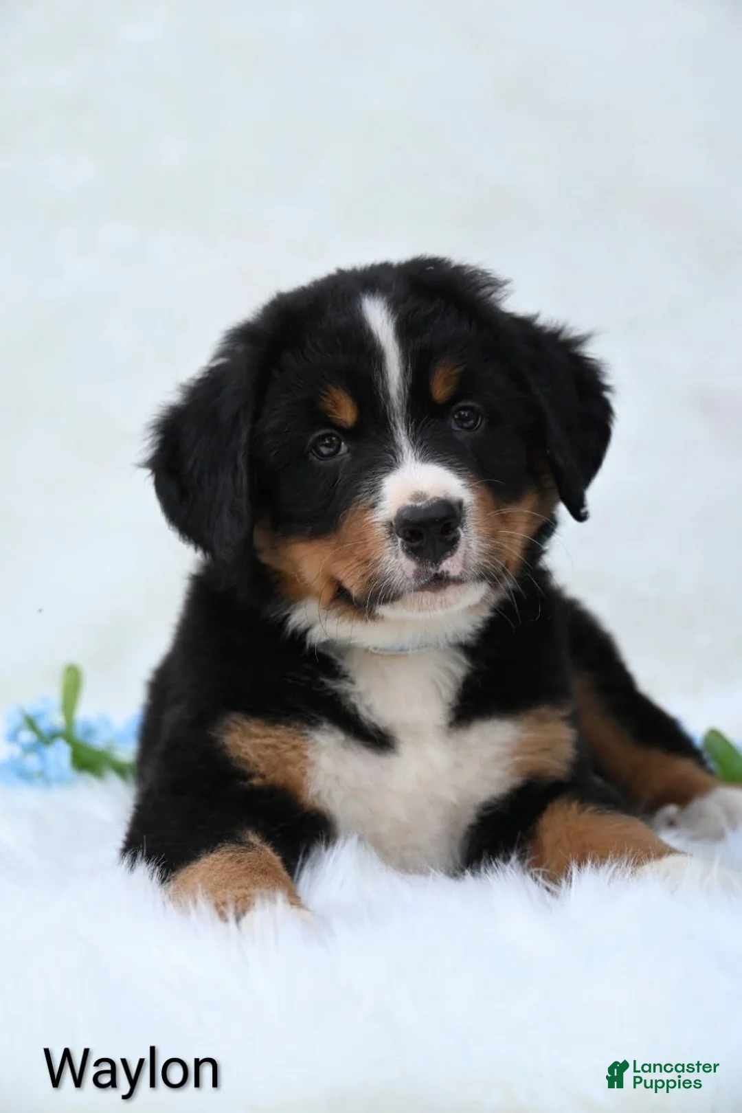 Bernese Mountain Dog dogs for sale: Waylon  - Ad 1