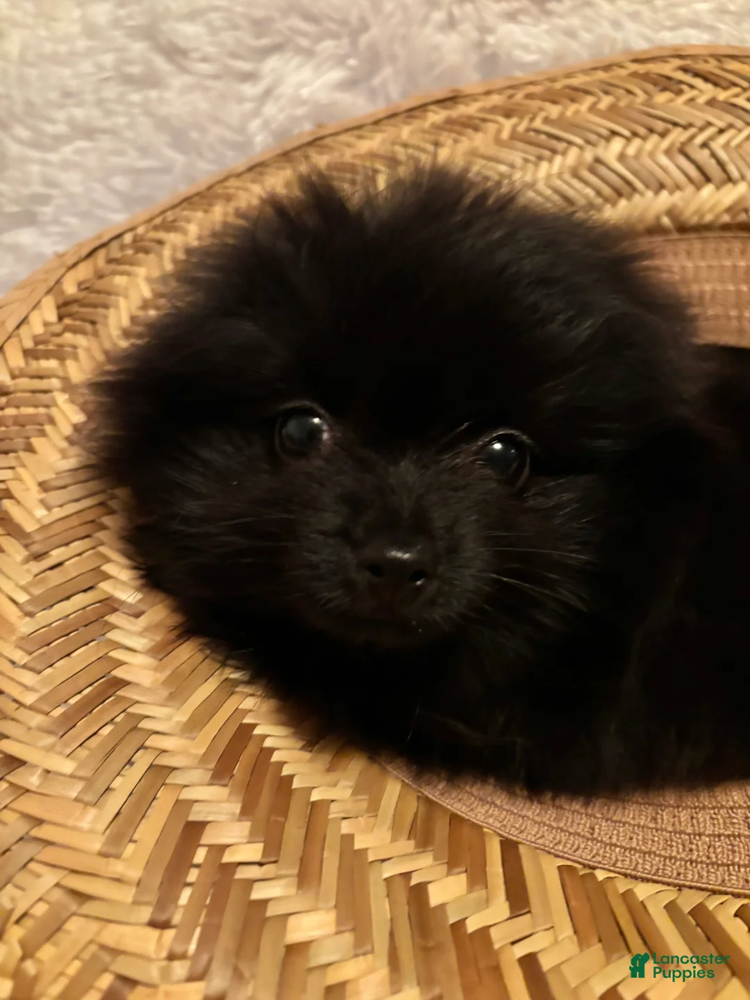 Pomeranian dogs for sale: Pomeranian Puppy 1 - Ad 2