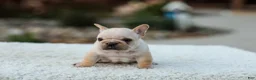 French Bulldog dogs for sale: Jill - Cream - Ad 5