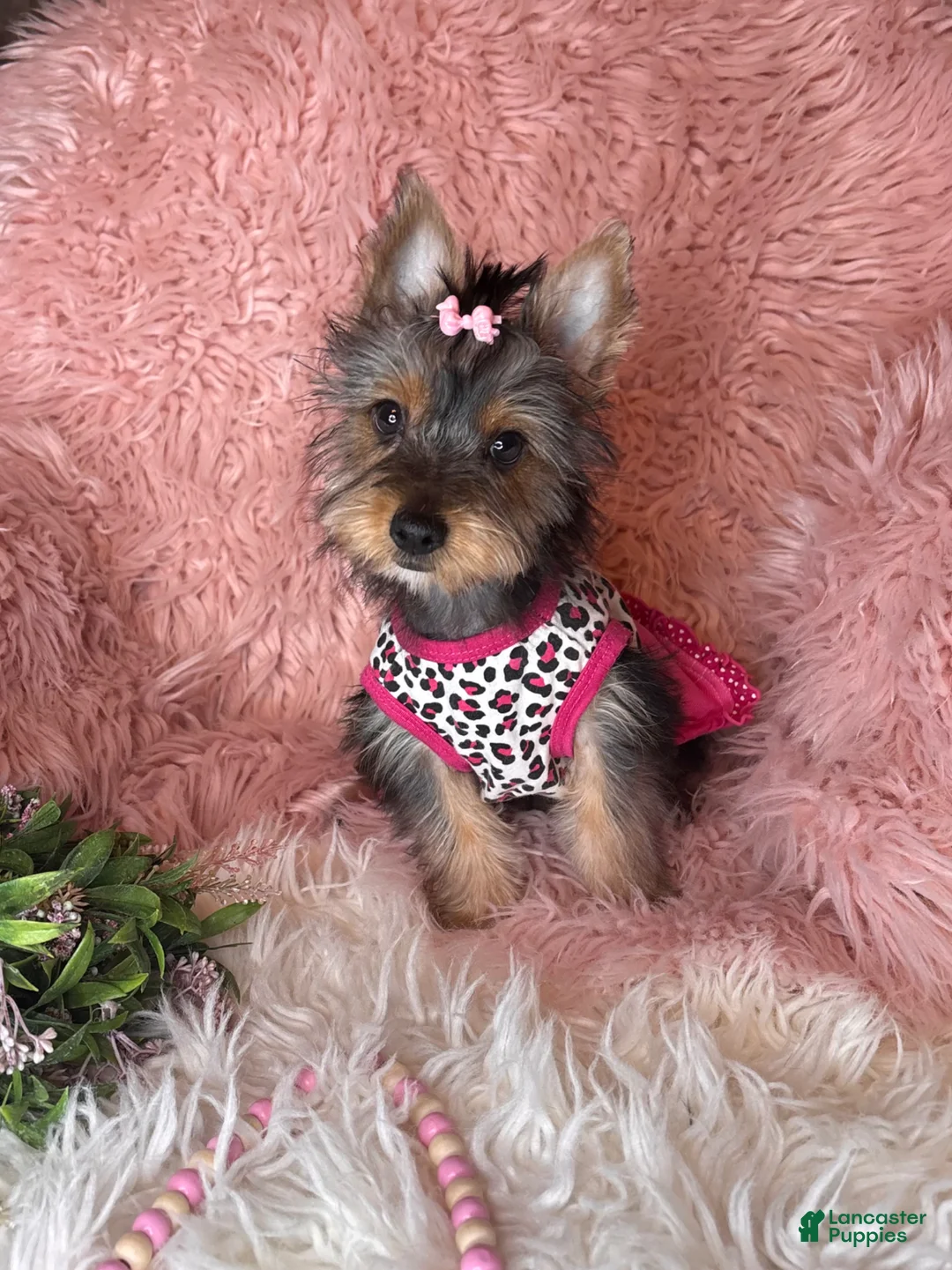 Yorkshire Terrier dogs for sale: Bloom🌸 - Ad 2