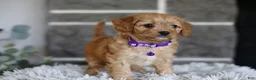 Cavapoo dogs for sale: Rosie - Ad 8