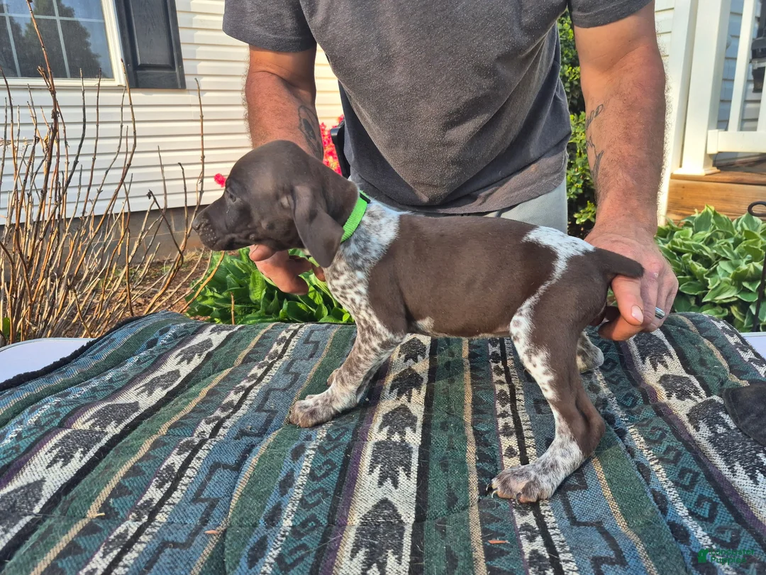 German Shorthaired Pointer dogs for sale: German Shorthaired Pointer Puppy 3 - Ad 2