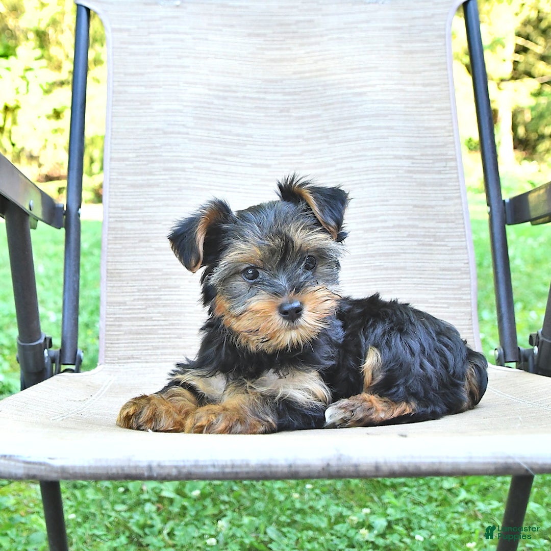 Yorkshire Terrier dogs for sale: Daisy - Ad 2