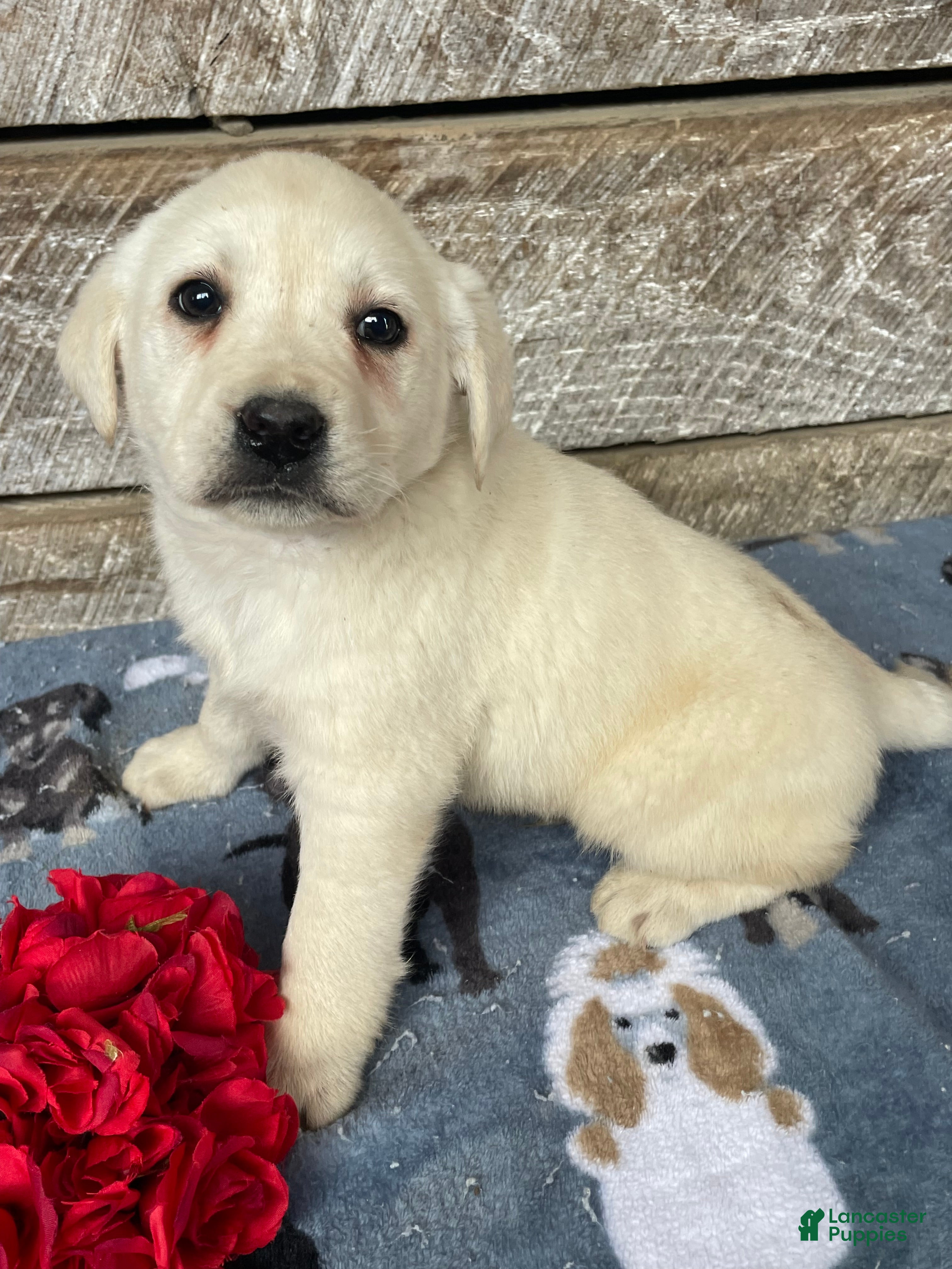 Labrador Retriever dogs Casper - Ad 11