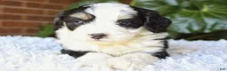 Mini Bernedoodle dogs for sale: Luna - Ad 4