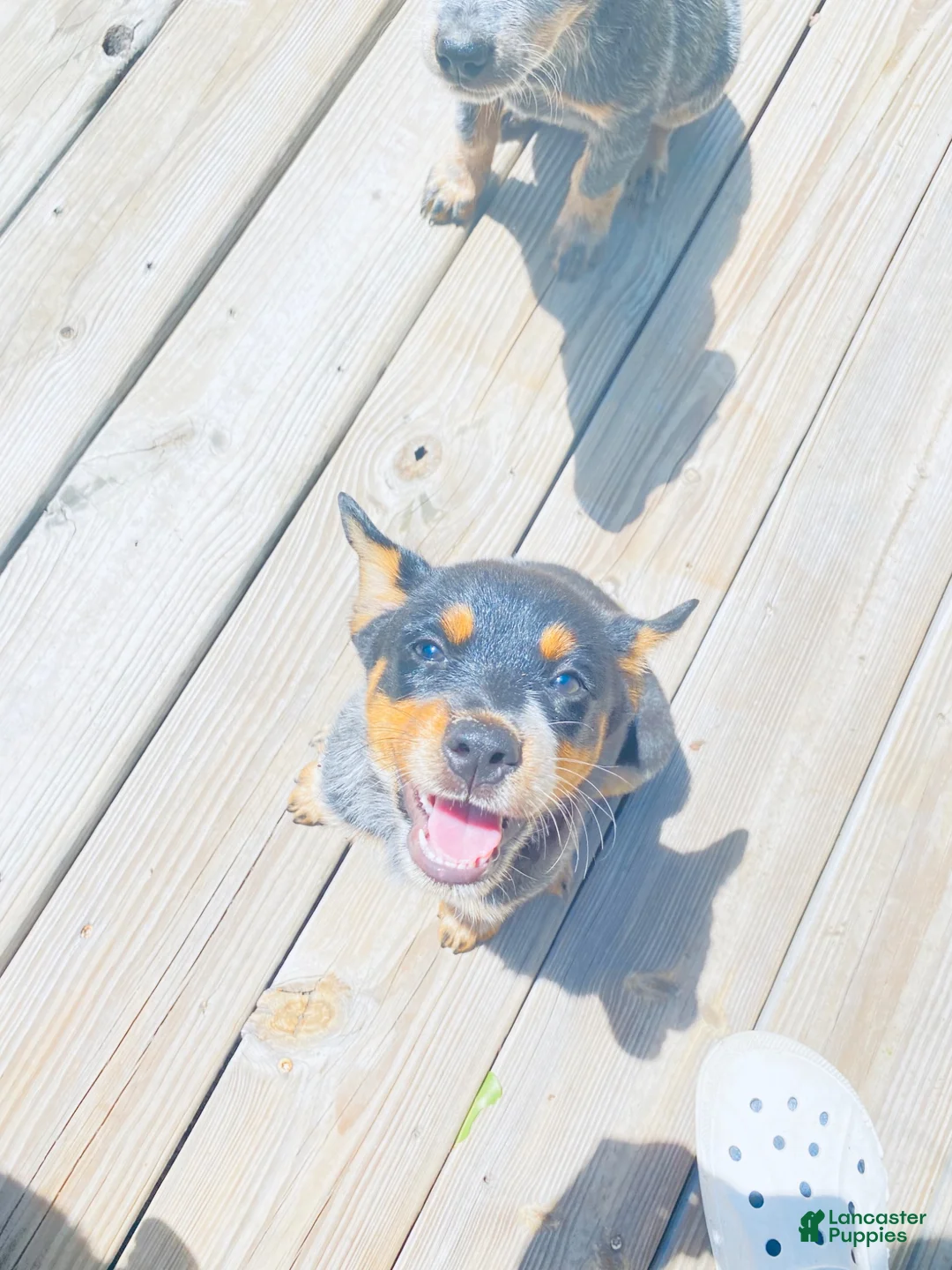 Australian Cattle Dog dogs for sale: Baby girl - Ad 2