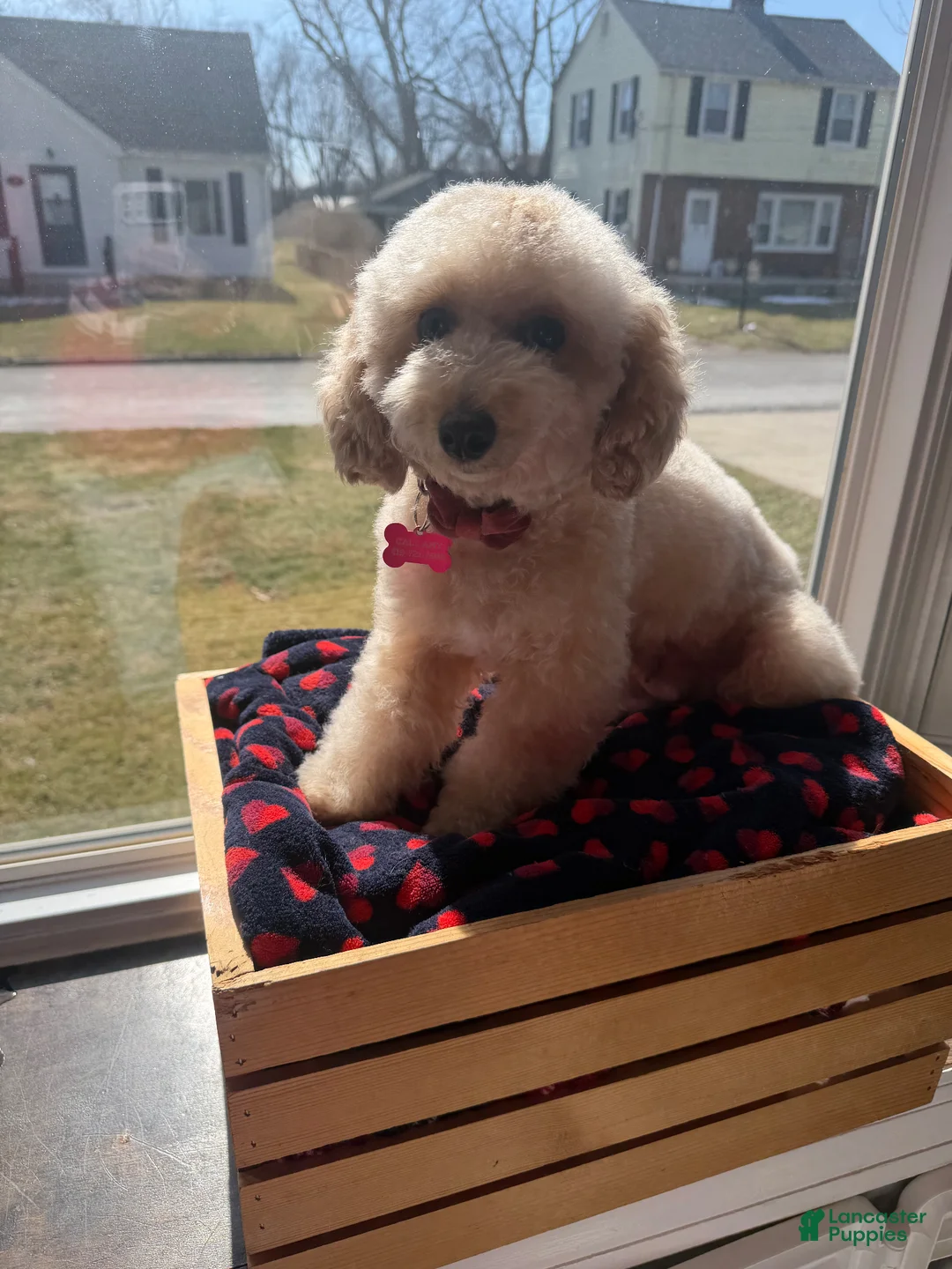 Cavapoo dogs for sale: Cavapoo Puppy 1 - Ad 2
