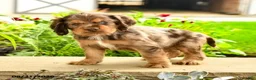 English Cocker Spaniel dogs for sale: Larry - Ad 3