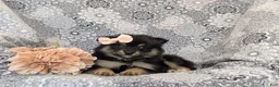 Pomeranian dogs for sale: Brooke - Ad 5