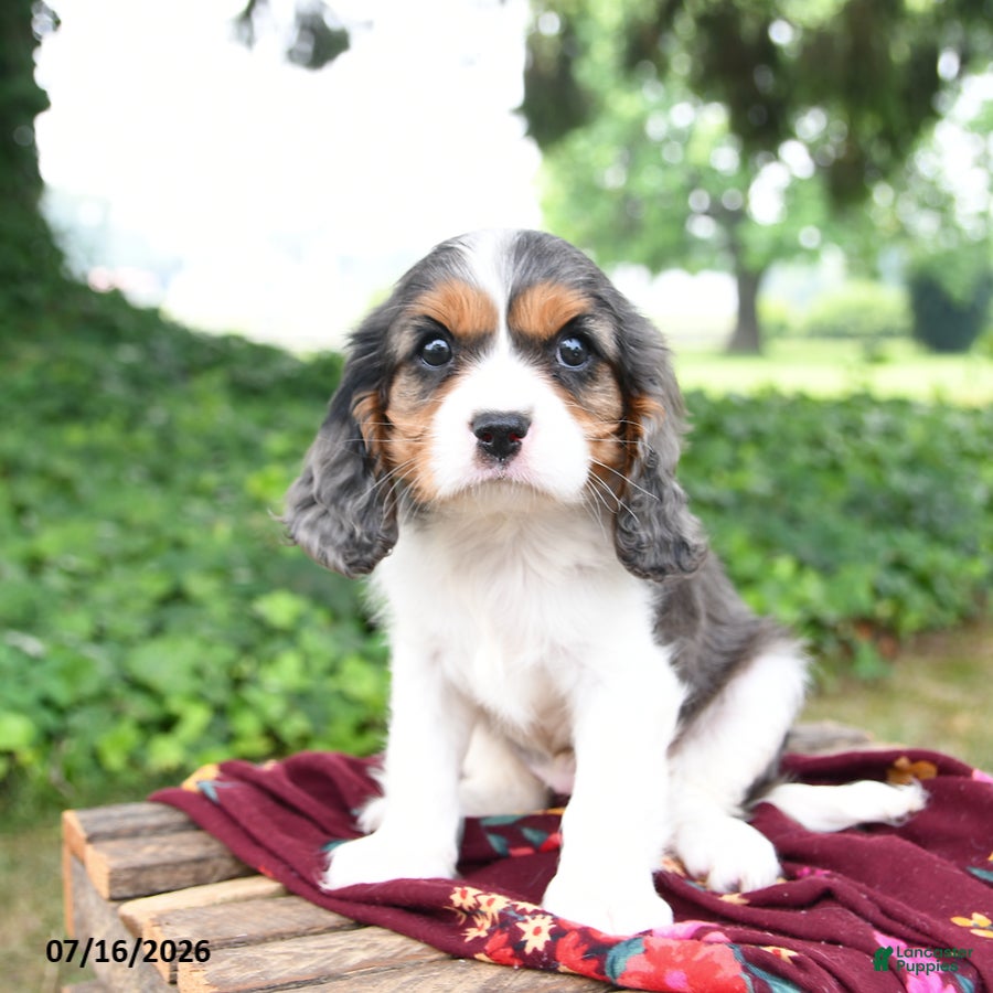 Cavalier King Charles Spaniel dogs for sale: Gracie - Ad 4