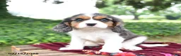Cavalier King Charles Spaniel dogs for sale: Gracie - Ad 1