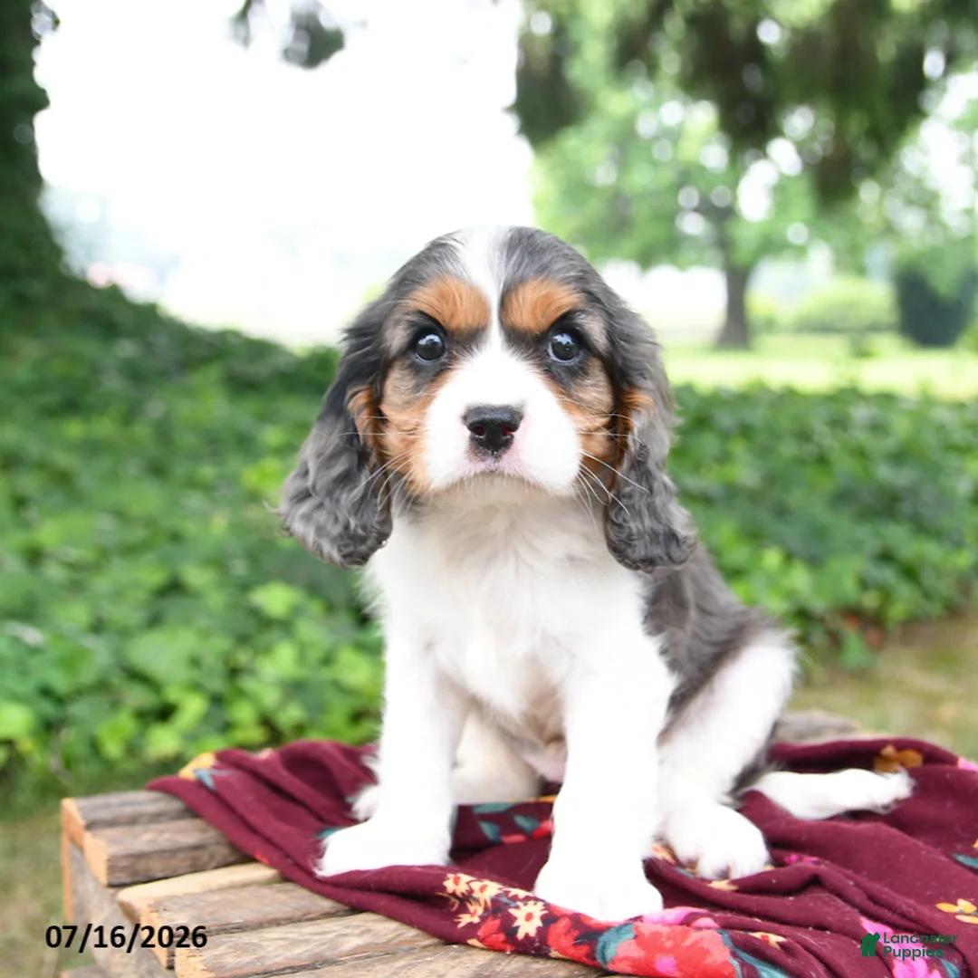 Cavalier King Charles Spaniel dogs for sale: Gracie - Ad 1