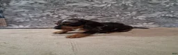 Miniature Dachshund dogs for sale: Coco - Ad 5