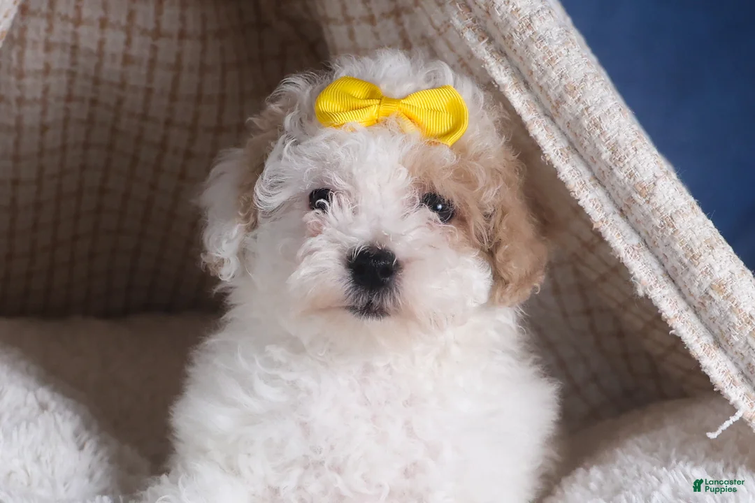 Bichpoo dogs for sale: Snowflake - Ad 12