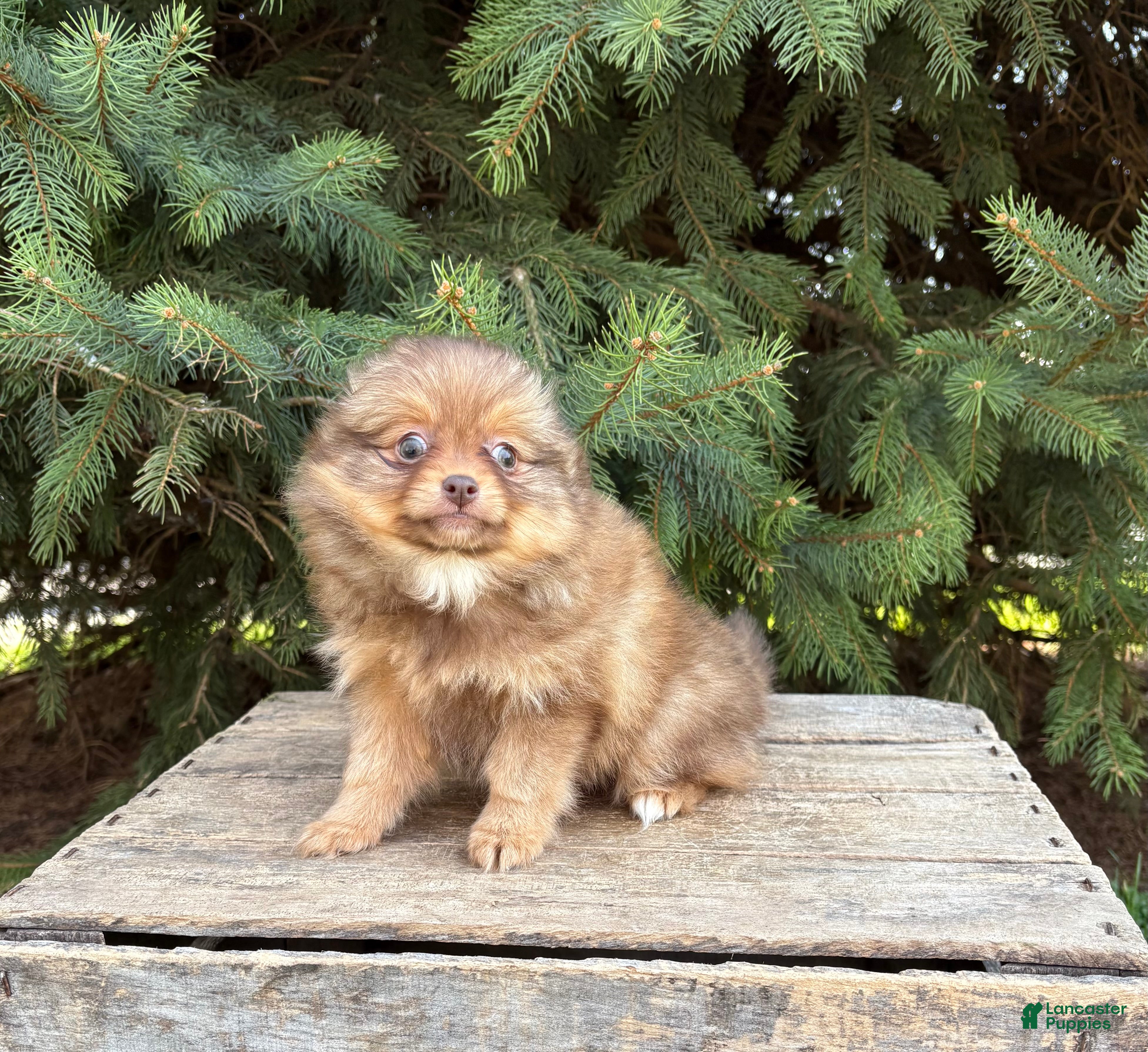 Pomeranian dogs Zoey - Ad 1