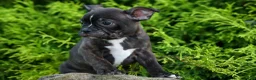 Frenchton dogs for sale: MAX - Ad 7