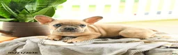 French Bulldog dogs for sale: Levi - Ad 3