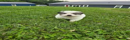 Great Pyrenees dogs for sale: Patrick - Ad 9