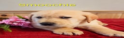 Goldador dogs for sale: Smoochie - Ad 2
