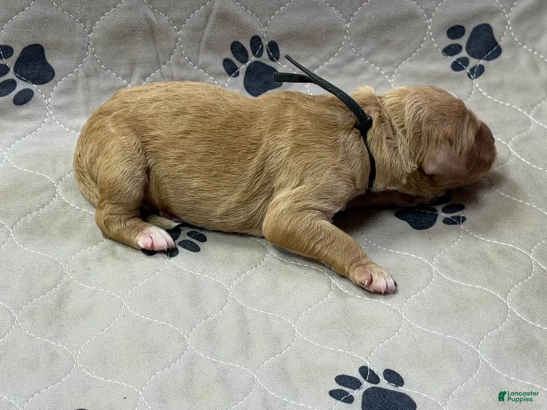 Goldendoodle dogs for sale: Black - Goldendoodle Puppy 2 - Ad 1