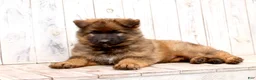 German Shepherd dogs for sale: Benji - Ad 1