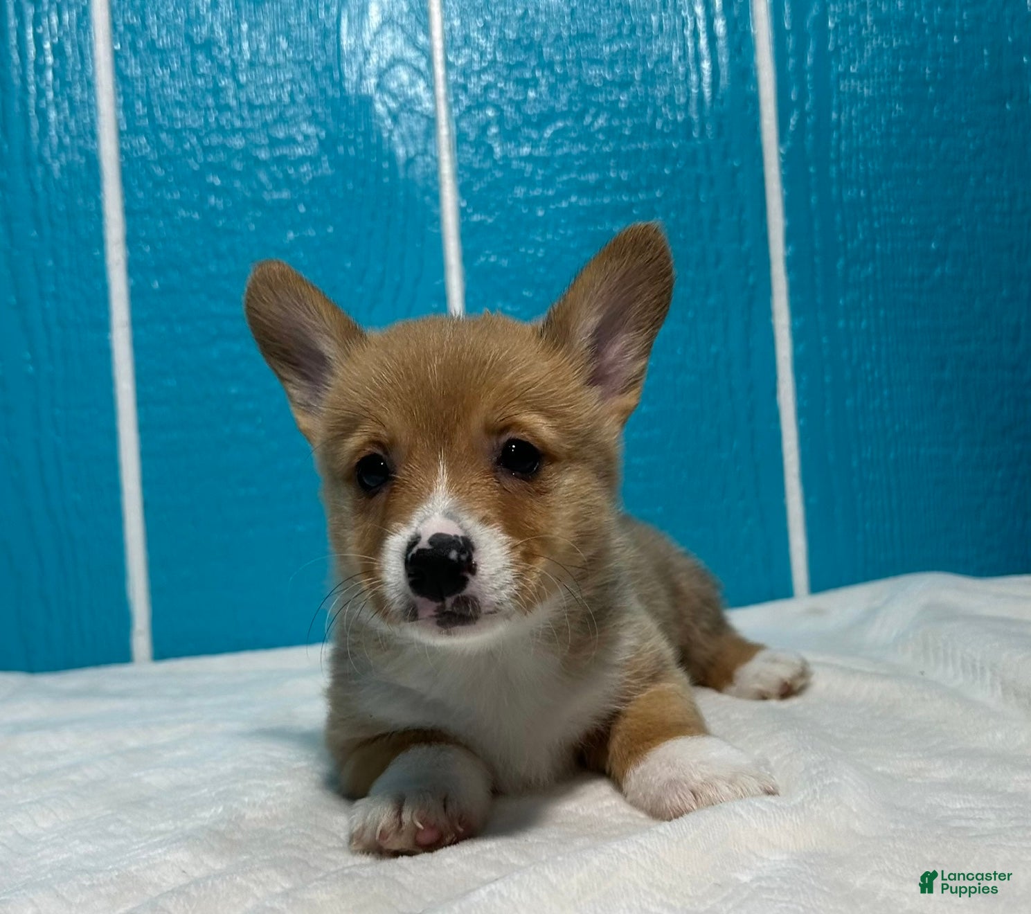 Welsh Corgi Pembroke dogs Belle Welsh Corgi Pembroke 3 - Ad 2