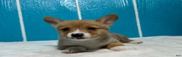 Welsh Corgi Pembroke dogs for sale: Belle Welsh Corgi Pembroke 3 - Ad 4