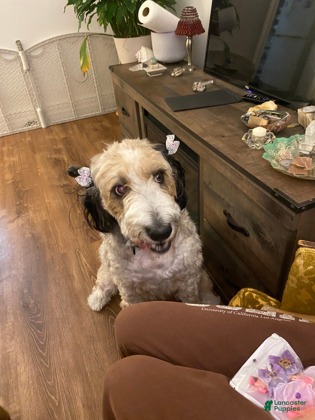 Bernedoodle dogs for sale: Harriet  - Ad 16