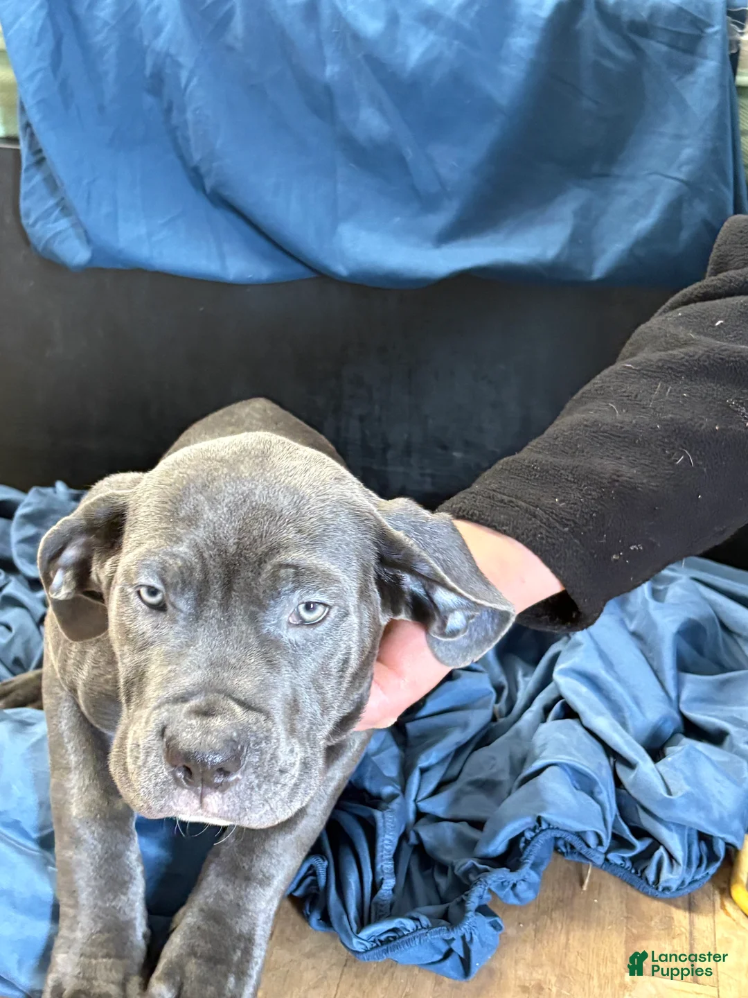 Mixed Breed dogs for sale: Mixed Breed Puppy 4 - Ad 1