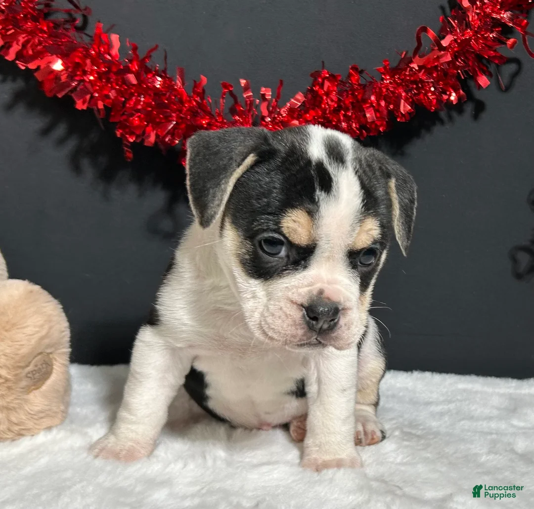 Beabull dogs for sale: Ginger - Ad 2