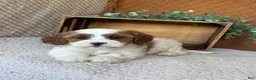 Havanese dogs for sale: Shelby  - Ad 5