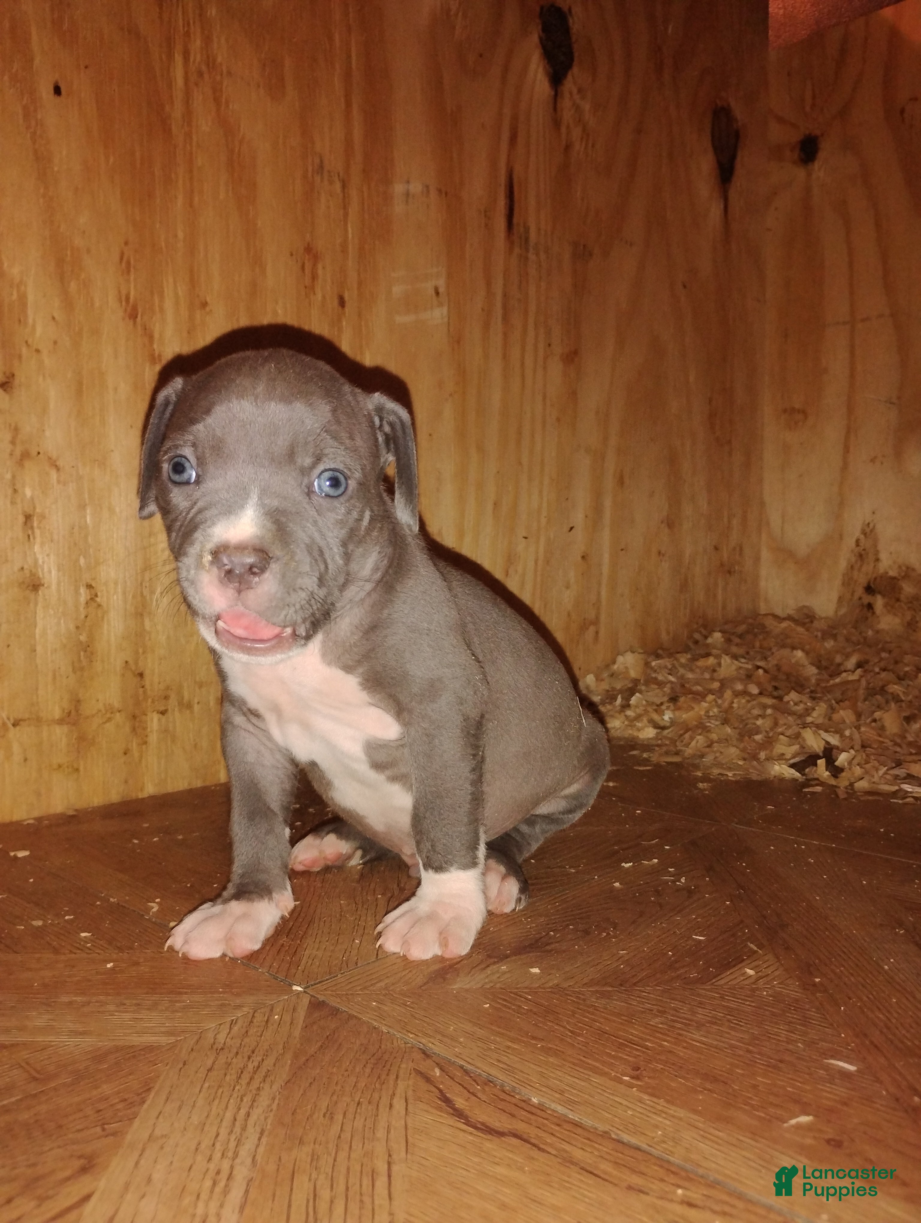 American Bully dogs American Bully Puppy 5 - Ad 36