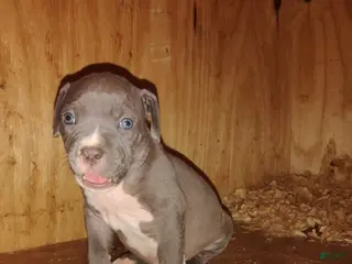 American Bully dogs American Bully Puppy 5 - Ad 36