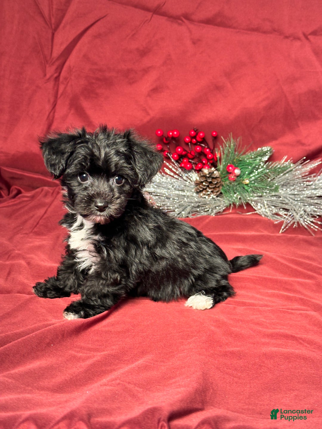 Yochon dogs for sale: Benson - Ad 3