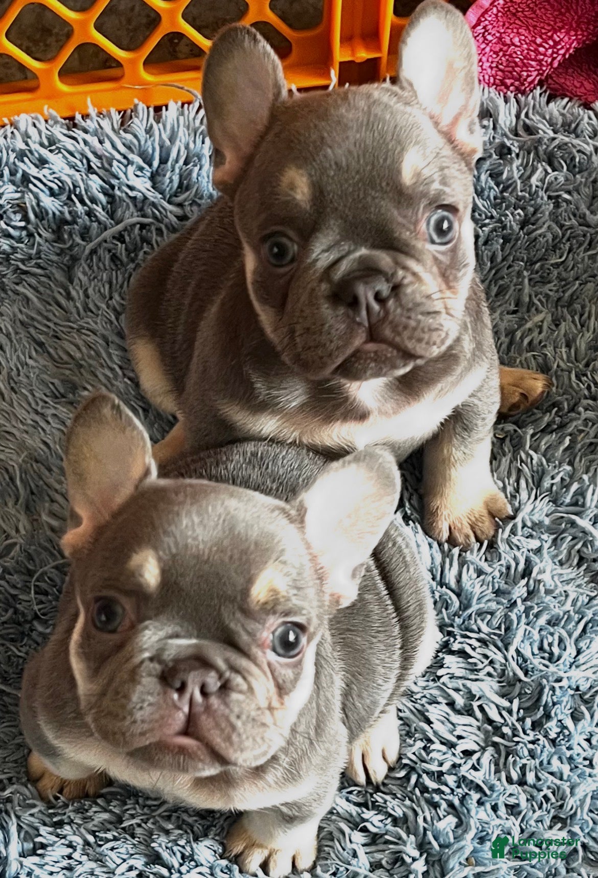 French Bulldog dogs French Bulldog 3 Rigbee - Ad 1