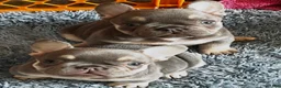 French Bulldog dogs for sale: French Bulldog 3 Rigbee - Ad 1