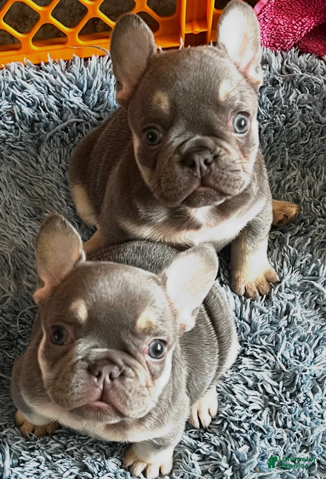 French Bulldog dogs for sale: French Bulldog 3 Rigbee - Ad 1