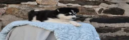 Alaskan Malamute dogs for sale: Timber - Ad 6