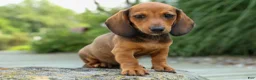 Miniature Dachshund dogs for sale: Sabrina 💝 - Ad 9