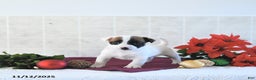 Jack Russell Terrier dogs for sale: Brently - Ad 7
