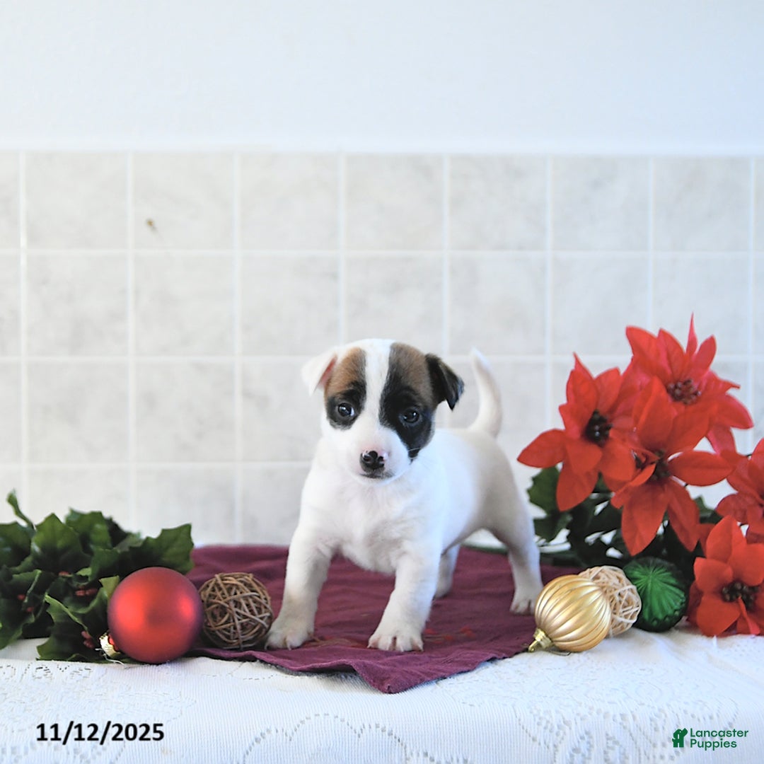 Jack Russell Terrier dogs for sale: Brently - Ad 7