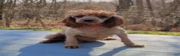 Cavapoo dogs for sale: Mr. Rambo - Ad 6