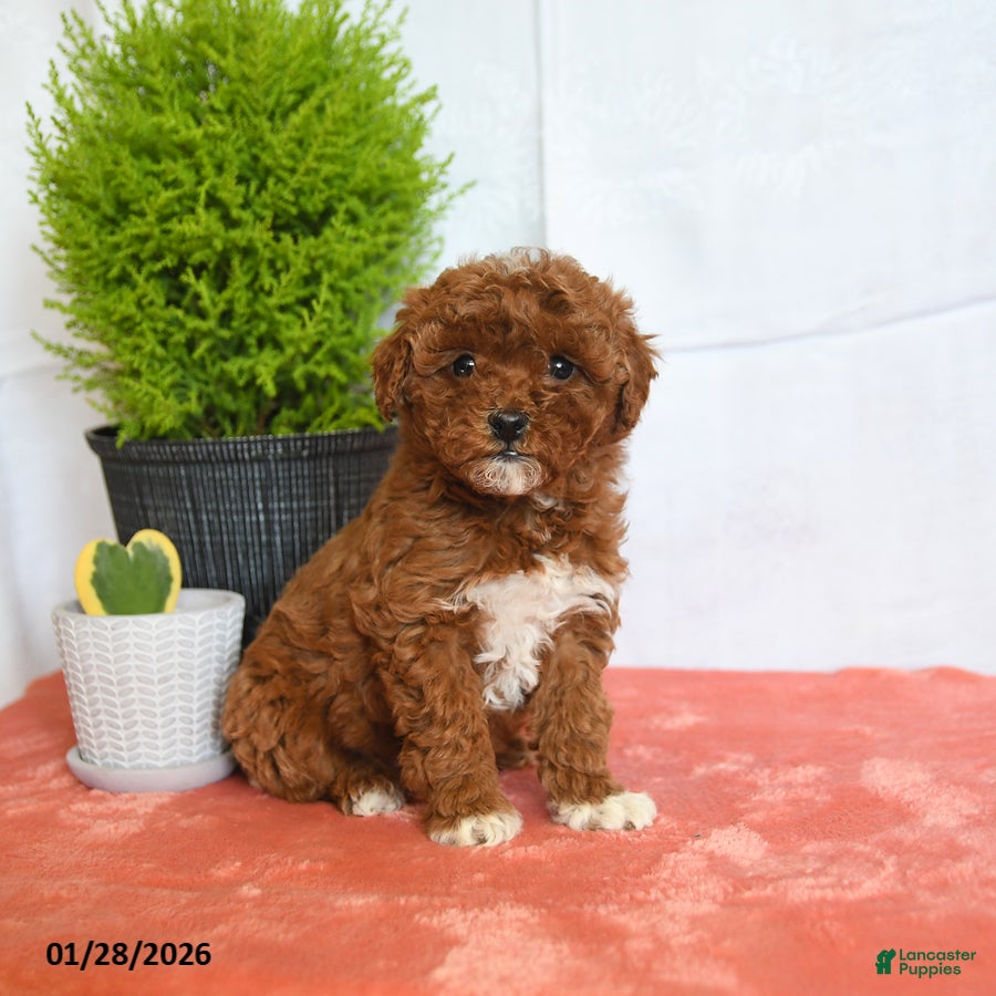 Mini Goldendoodle dogs for sale: Honey - Ad 2
