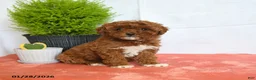 Mini Goldendoodle dogs for sale: Honey - Ad 1