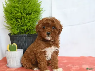 Mini Goldendoodle dogs for sale: Honey - Ad 2