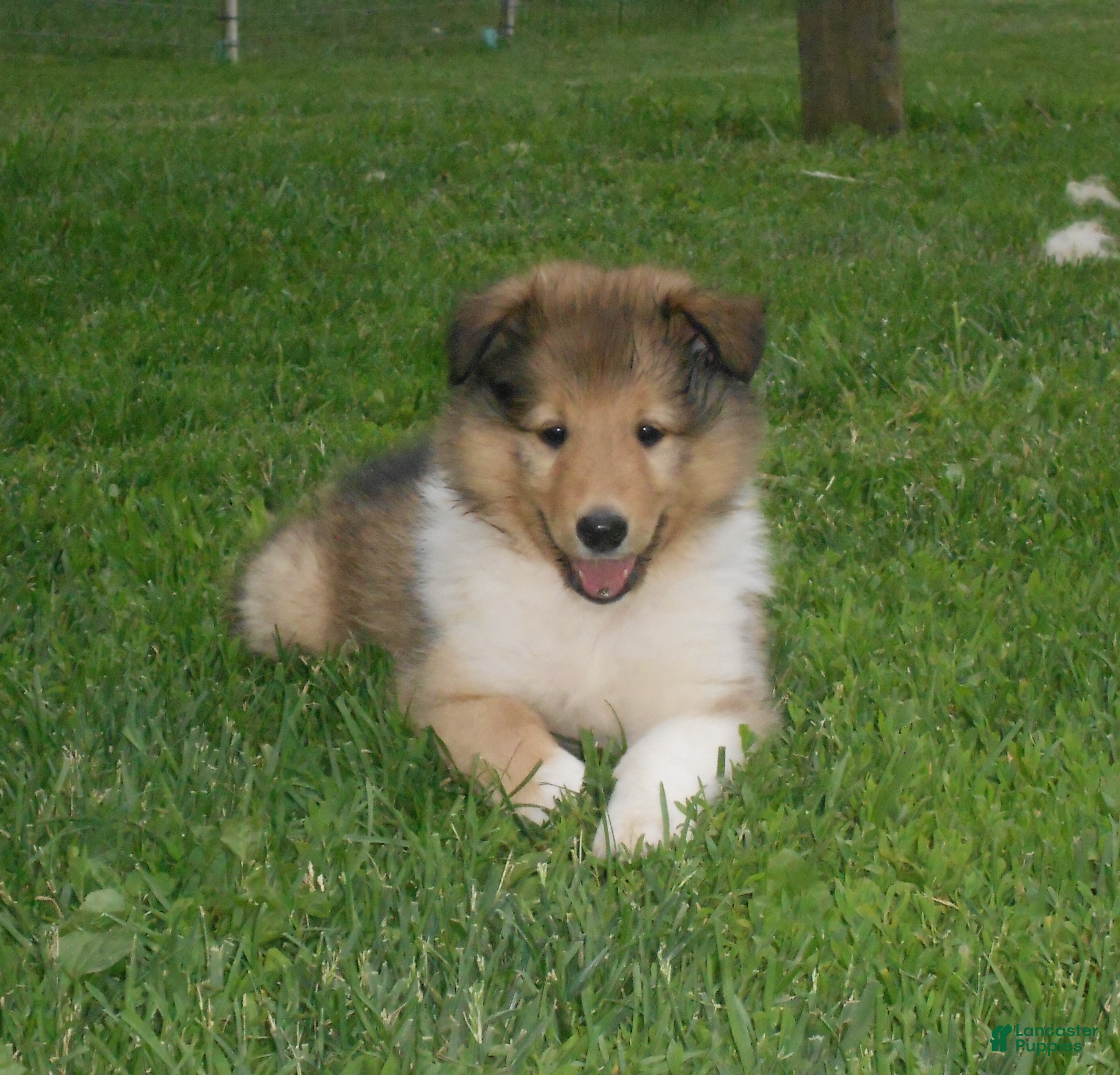 Collie dogs for sale: Bobby - Ad 1
