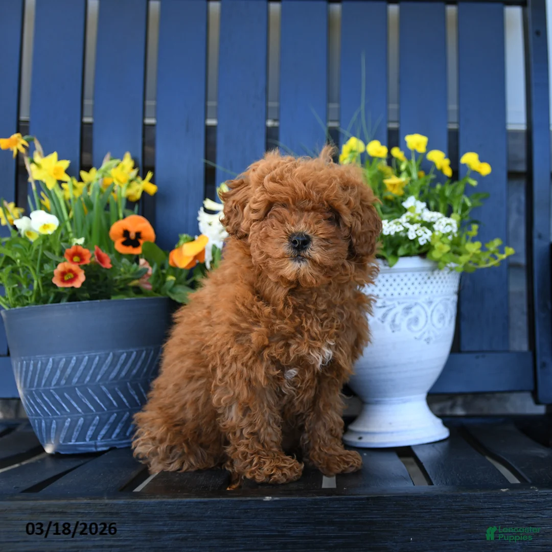 Miniature Poodle dogs for sale: Maggie - Ad 3